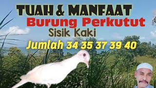 Tuah Dan Manfaat Burung Perkutut Sisik Kaki Menurut Jumlah 34 35 37 39 40