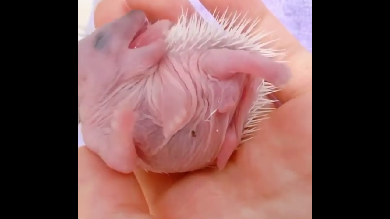 ハリネズミについて 日本ハリネズミ協会