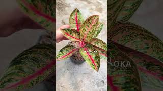 Aglaonema Widuri | OKANOKA.COM | Selling Tropical Plants & Houseplants