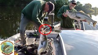 My Favorite Bait For Big Stripers!