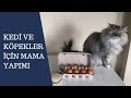 Kedi ve köpekler için 2 süper mama tarifi, kendin yap, DIY