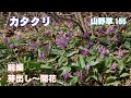 カタクリ前編(芽出し～開花)－山野草155