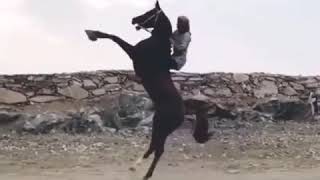 арабский конь арабский конь