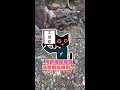 【抓貓變抓雞】誘捕籠抓到超氣碎嘴雞！　網友笑翻：罵得很髒 #Shorts