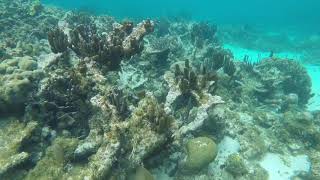 Sea turtles Belize