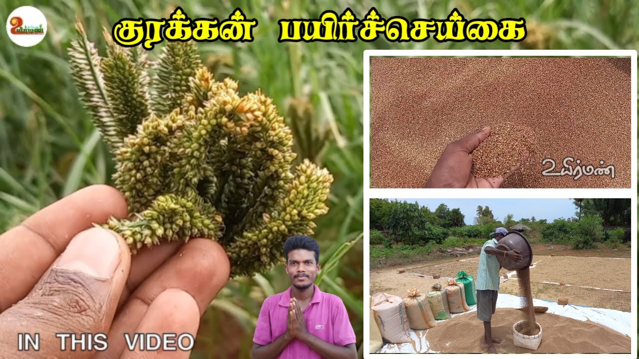 குரக்கன் பயிர்ச்செய்கை/ finger millet cultivation in our village/ விவசாயம் செய்வோம் YouTube