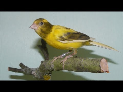 Vidéo: Est-ce que tous les canaris chantent magnifiquement ?