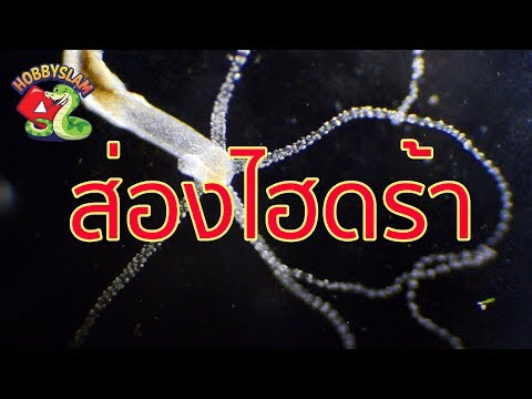 วีดีโอ: เซลล์ไฮดราคืออะไร?