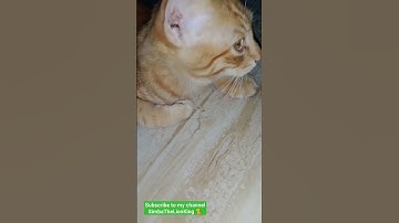 vadivelu comedy | Pani naakumada etha #simba #catlover #simbathelionking #vadivelucomedy #kitten