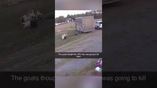 Goats Freeze When Ups Man Comes