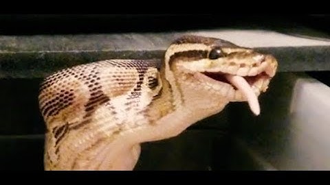 AGGRESIVE CINNAMON BALL PYTHON FEEDING!!!