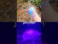 Sea Animal Names | Kids Learn at the Stream: Seahorse Jellyfish Sea Dragon Clownfish Crab