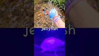 Sea Animal Names | Kids Learn at the Stream: Seahorse Jellyfish Sea Dragon Clownfish Crab