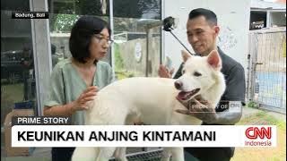 Anjing Kintamani, Anjing Purba Asli Indonesia
