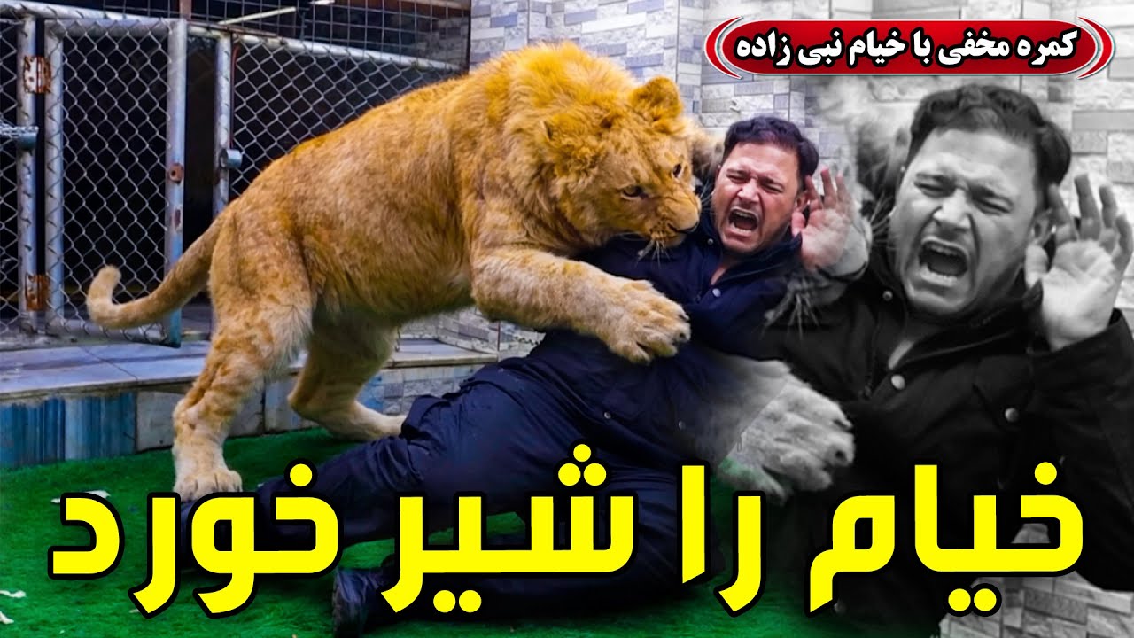 کمره مخفی: خیام را شیر خورد