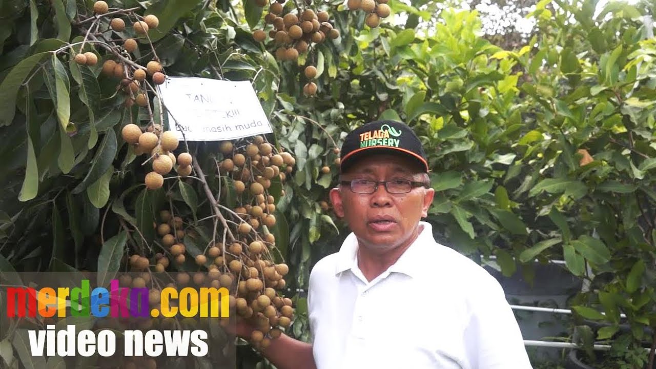 Orang Ini Dapat Ratusan Juta, Gara-Gara Tanam Lengkeng Di Pot