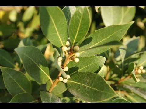 Video: Alloro In Crescita - Laurus Nobilis Nella Stanza