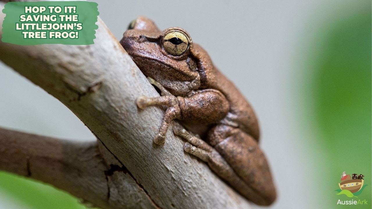 HOP TO IT! SAVING THE LITTLEJOHN'S TREE FROG