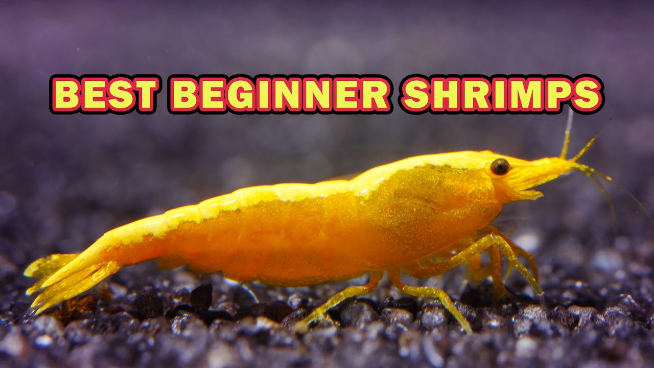 5 Best Shrimp Species for Beginners – Low Maintenance and Colorful!