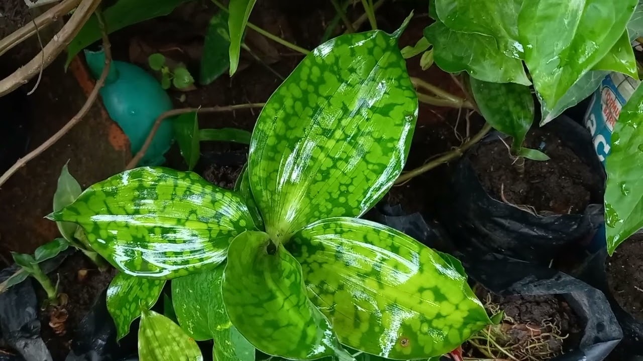 Dracaena cantleyi - YouTube
