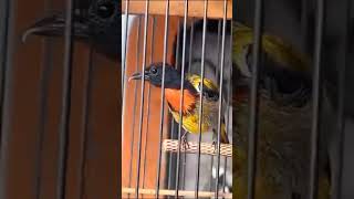 Download Lagu Belajar bunyi! Kicau Pentis Kumbang ngriwik MP3