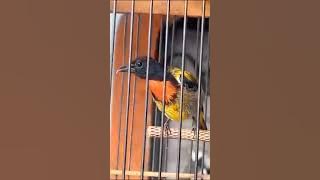 Belajar bunyi! Kicau Pentis Kumbang ngriwik