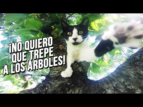 Video: ¿Por qué los gatos no pueden trepar a los árboles?