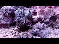 Hawaiian Long spine urchin