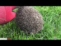 Roland The Wild Hedgehog Released Back Into Wild From Harpenden - Hornbeam Wood Hedgehog Sanctuary