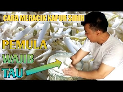 Kapur Sirih Beli Dimana