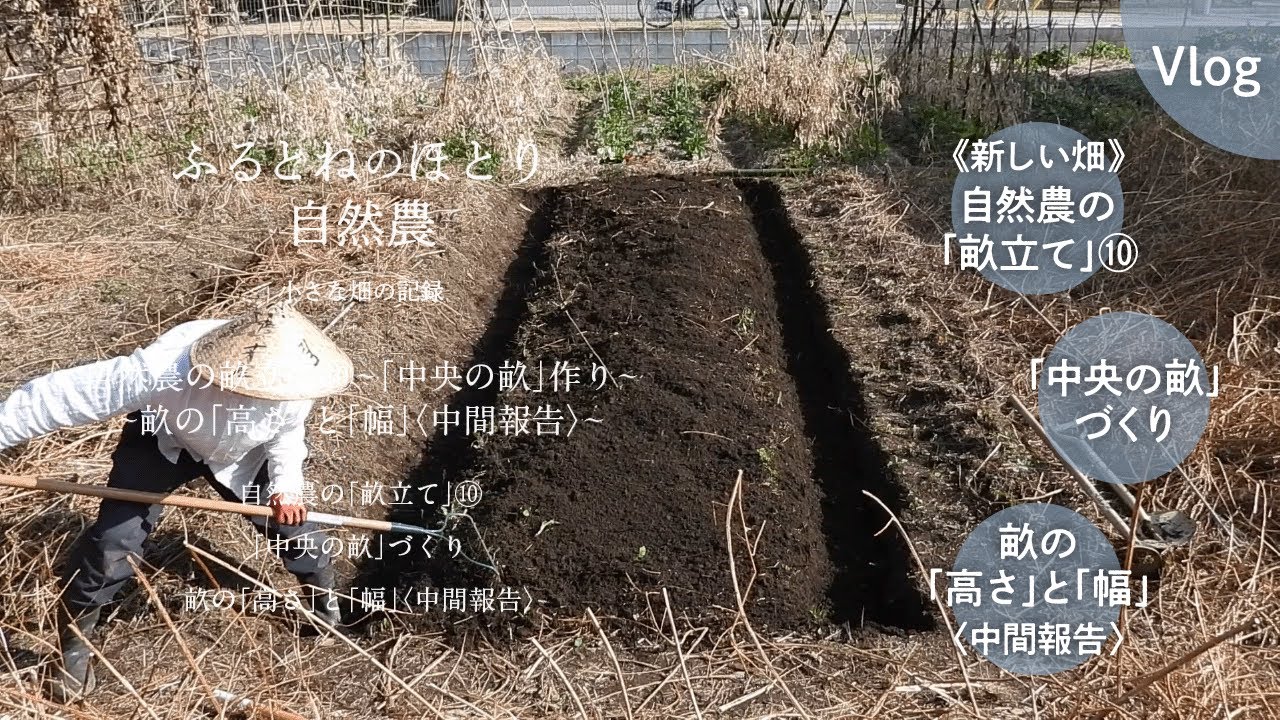 自然農の畝立て⑩「中央の畝」作り〜畝の「高さ」と「幅」の計測〈中間報告〉〜 25年1月23日 - YouTube