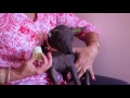 ear taping for xoloitzcuintle の動画、YouTube動画。