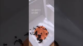 Товары по выгодным ценам.Ссылка в профиле #обзор #покупки #покупкиАлиэкспресс #алиэкспресс #лучшее