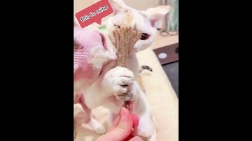 Customized logo Pet toy cats toy Cats chewing toy SilverVine stick catnip Silvine