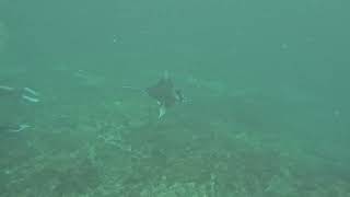Scuba diving with manta rays #scubadiving #mantaray 
