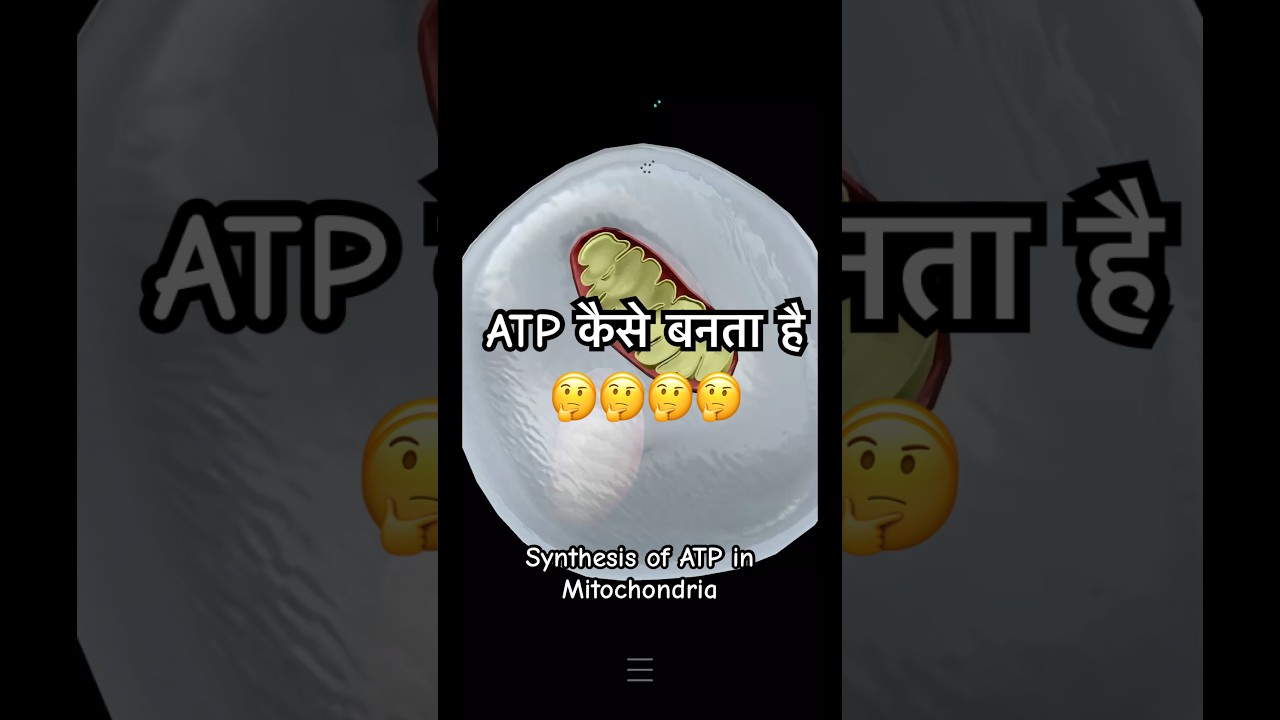 ATP | Mitochondria | Cell | 