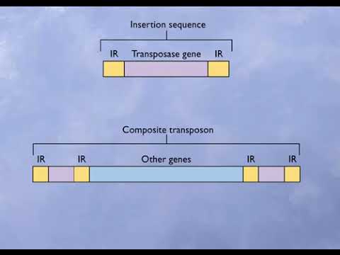 Mechanism of Transposition All About Molecular Biology - YouTube