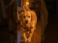 Rainy day blues fixed by my dog 🌧️🧸 His tiny gesture melted my heart... #shorts #puddingsoftpawsco