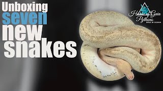 Unboxing 7 new ball pythons! What did we get!?!