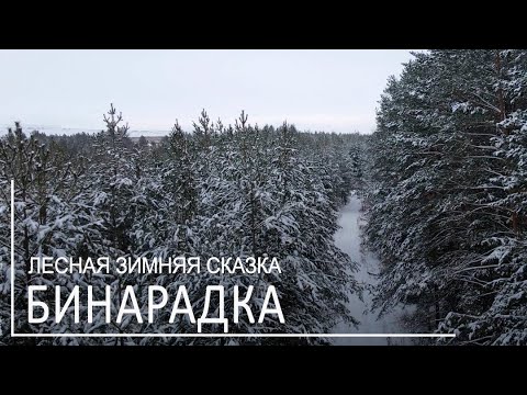 Бинарадка. Лесная зимняя сказка. Потрясающее видео. Зимний лес.