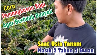 Cara Pemangkasan Kopi Ateng Super Agar Berbuah Lebat di Usia Tanam 2 Tahun 2 Bulan #kopigayo