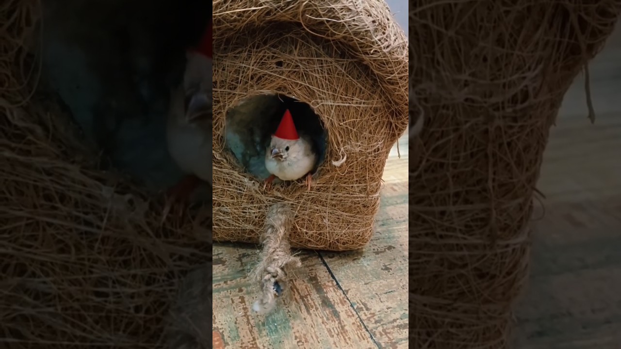 Zebra finch baby wear red cap 