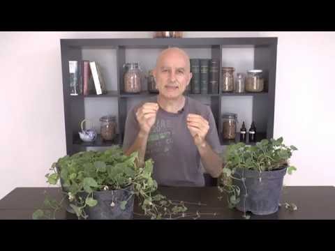 Vidéo: Informations sur la plante Gotu Kola - Comment faire pousser du Gotu Kola dans le jardin