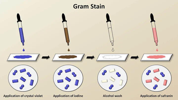 Classification of Bacteria (Antibiotics - Lecture 1) - DayDayNews