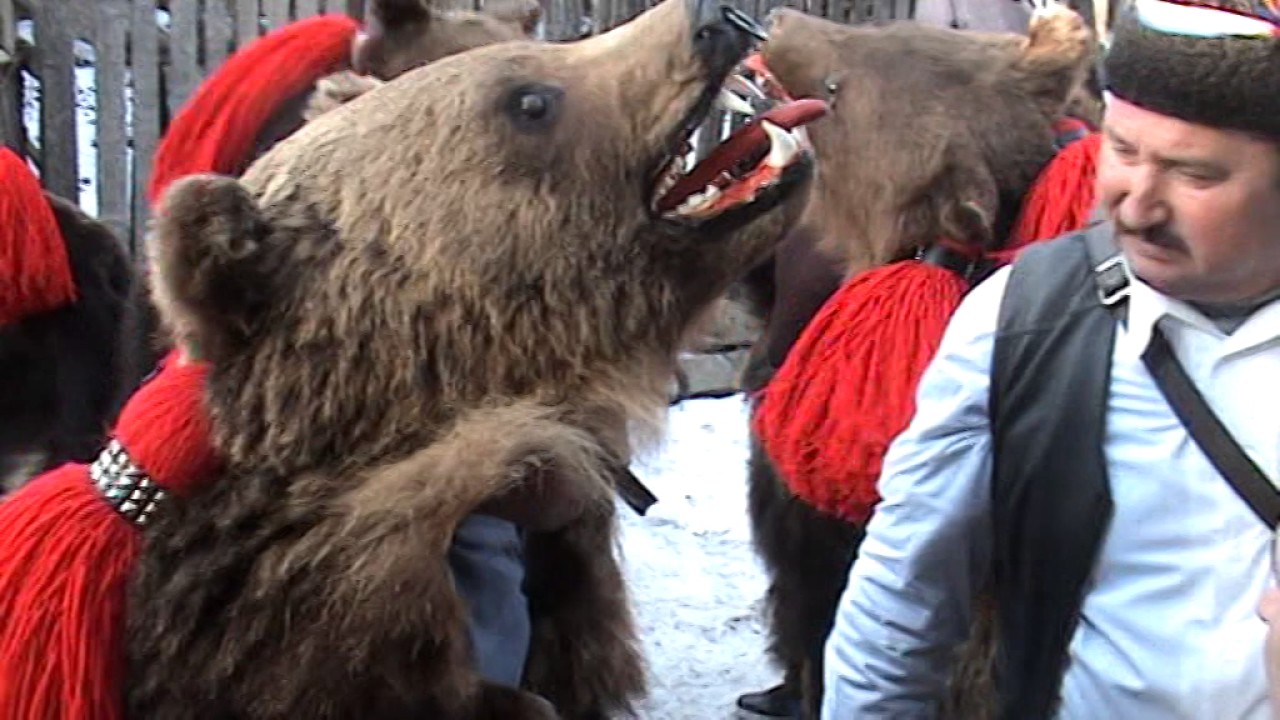 ursii dofteana seaca 2016   I