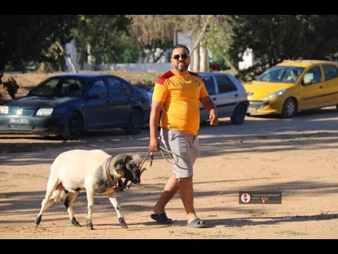 القسام كبش بريمة