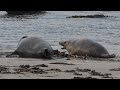 Grey Seal troublemaker provokes a resting Common Seal