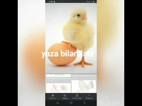 Video: Toyuqlar Niyə Yumurta Yumur?