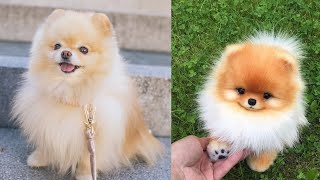 Baby Dogs, Cute and Funny Dog VideosCompilation @MrAkramAnimalslovers by Mr. Akram animals lover🐾 2,007 views 1 year ago 1 minute, 33 seconds