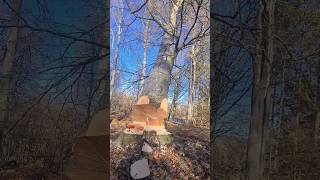 Asmr - Bosbouw - Beukenboom